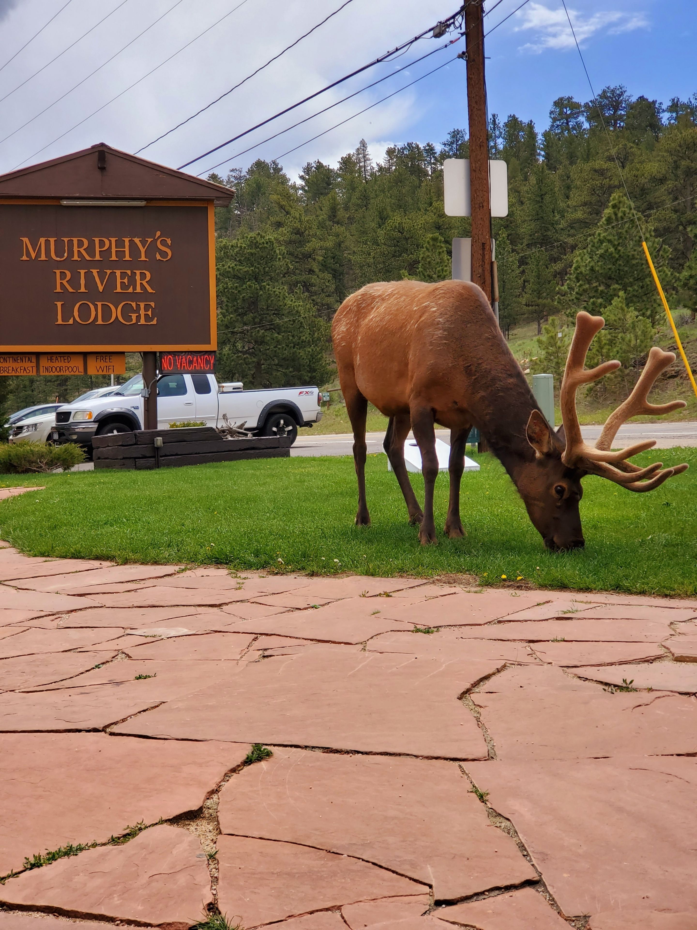 Une enseigne indiquant « Murphy’s River Lodge » avec la liste des équipements disponibles, un camionnette blanche et une grande statue d’élan sur une zone pavée.