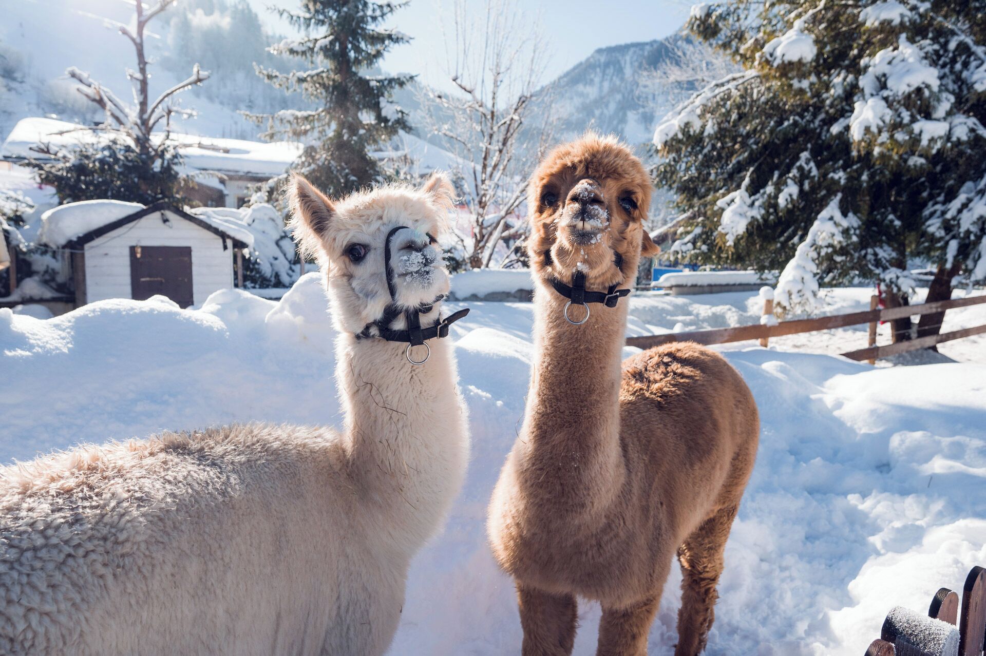 Photo - Hotel Oberforsthof