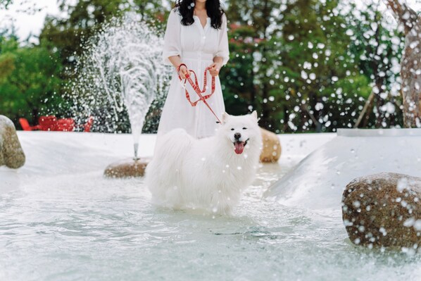 A person with a fluffy white dog in a water feature area with rocks and greenery in the background.