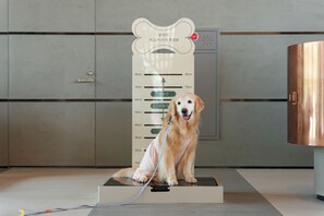 A dog sitting on a weighing scale in a room with grey cabinets and a copper-colored object to the right.