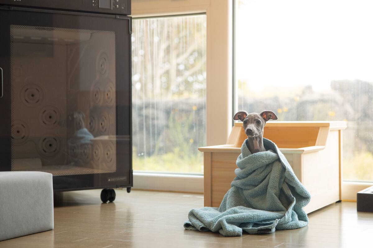 A dog wrapped in a blanket sitting on the floor next to a wooden cabinet and a window with a view of trees.