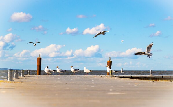 Un muelle con gaviotas y un cielo despejado.
