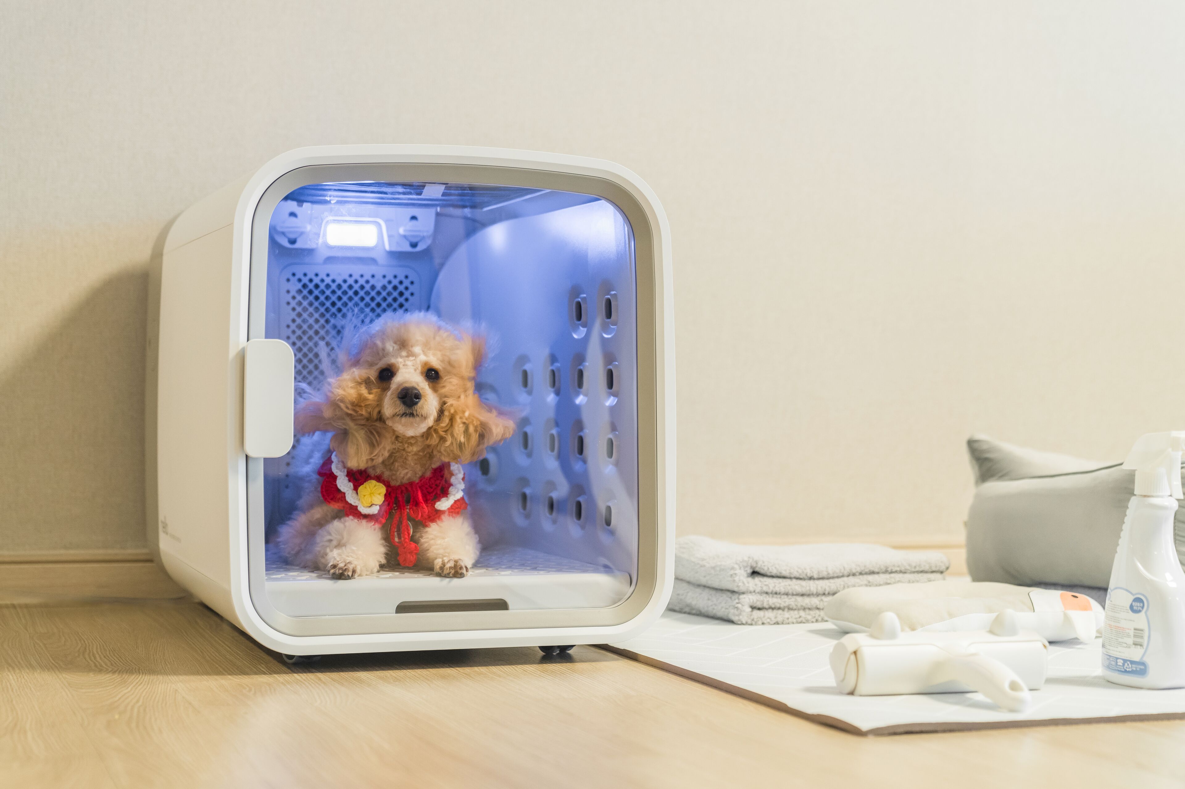 Ein kleiner Hund in einer Transportbox mit weißem Innenraum und Belüftungsöffnungen.
