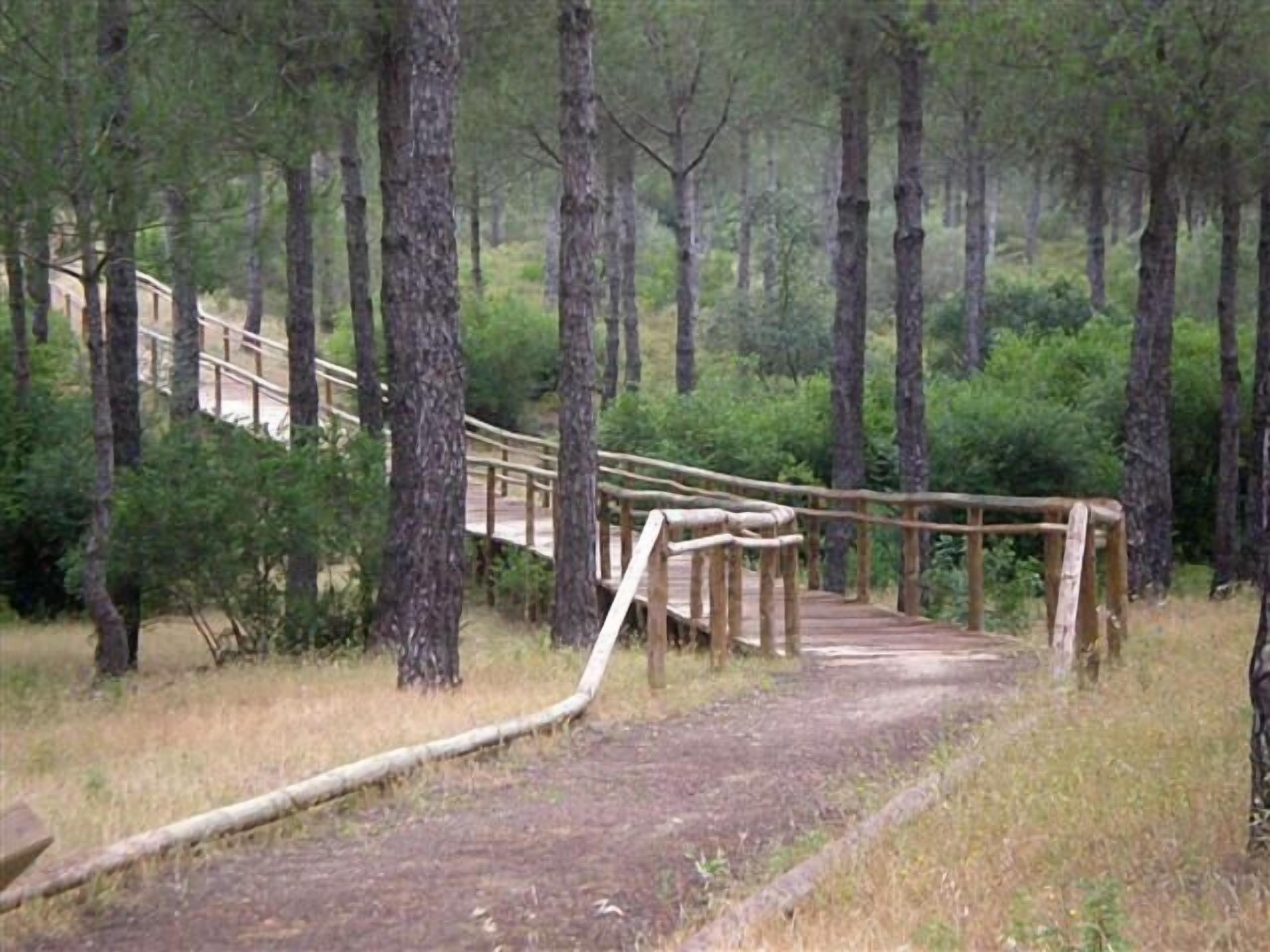 Un puente de madera en una zona boscosa con un sendero de tierra que lo lleva a él.