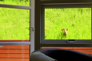 Una ventana con vistas a un campo cubierto de hierba.