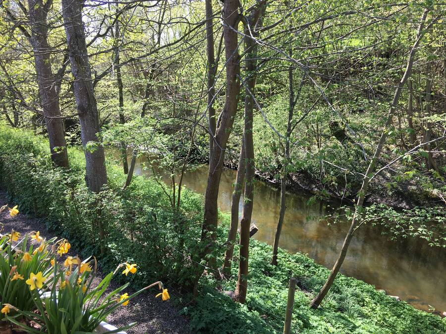Eine natürliche Landschaft mit einem Fluss, dichtem Grün und gelben Blüten.