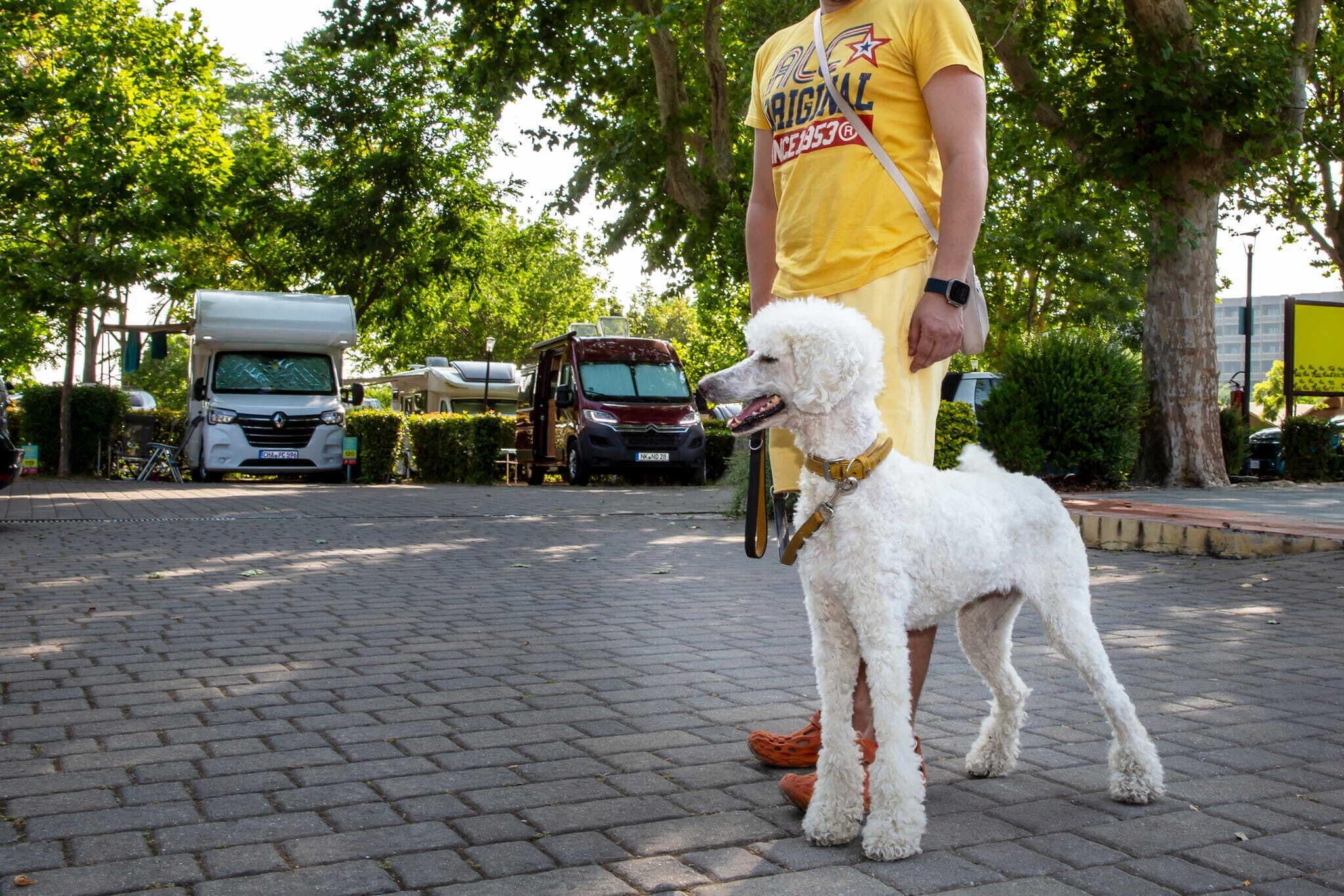 En belagt plads med en hvid puddelhund, en person i en gul skjorte og parkerede køretøjer.