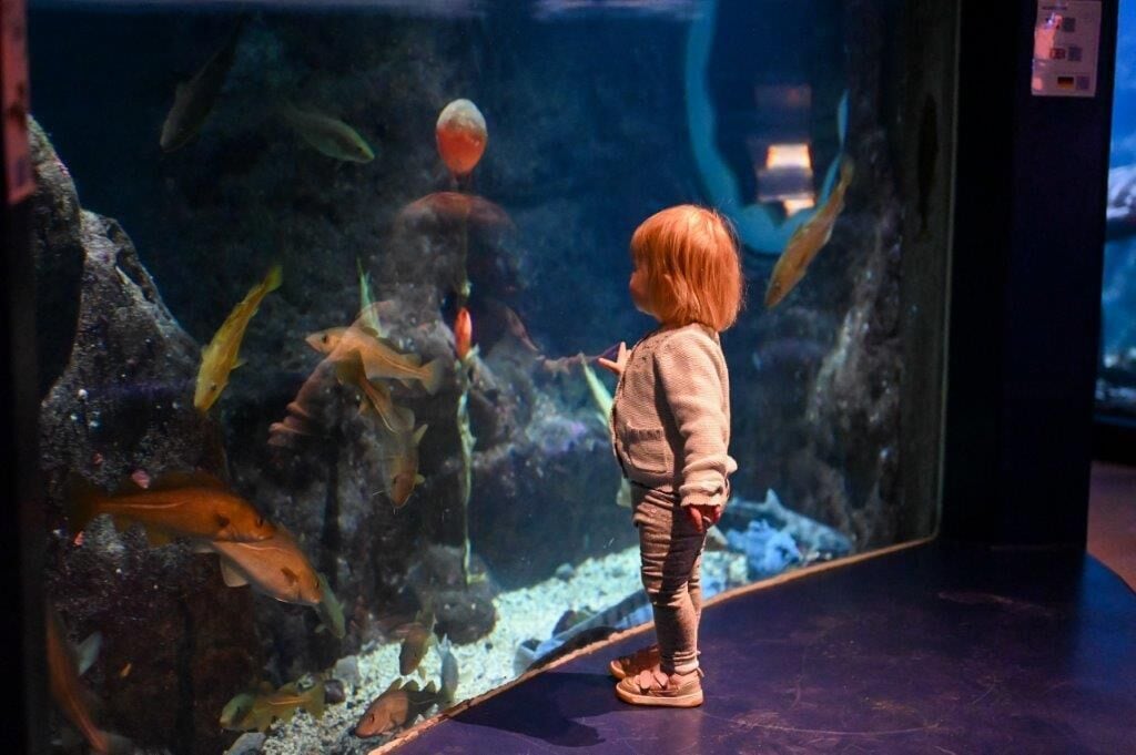 A child observing fish in an aquarium.
