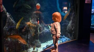 A child observing fish in an aquarium.