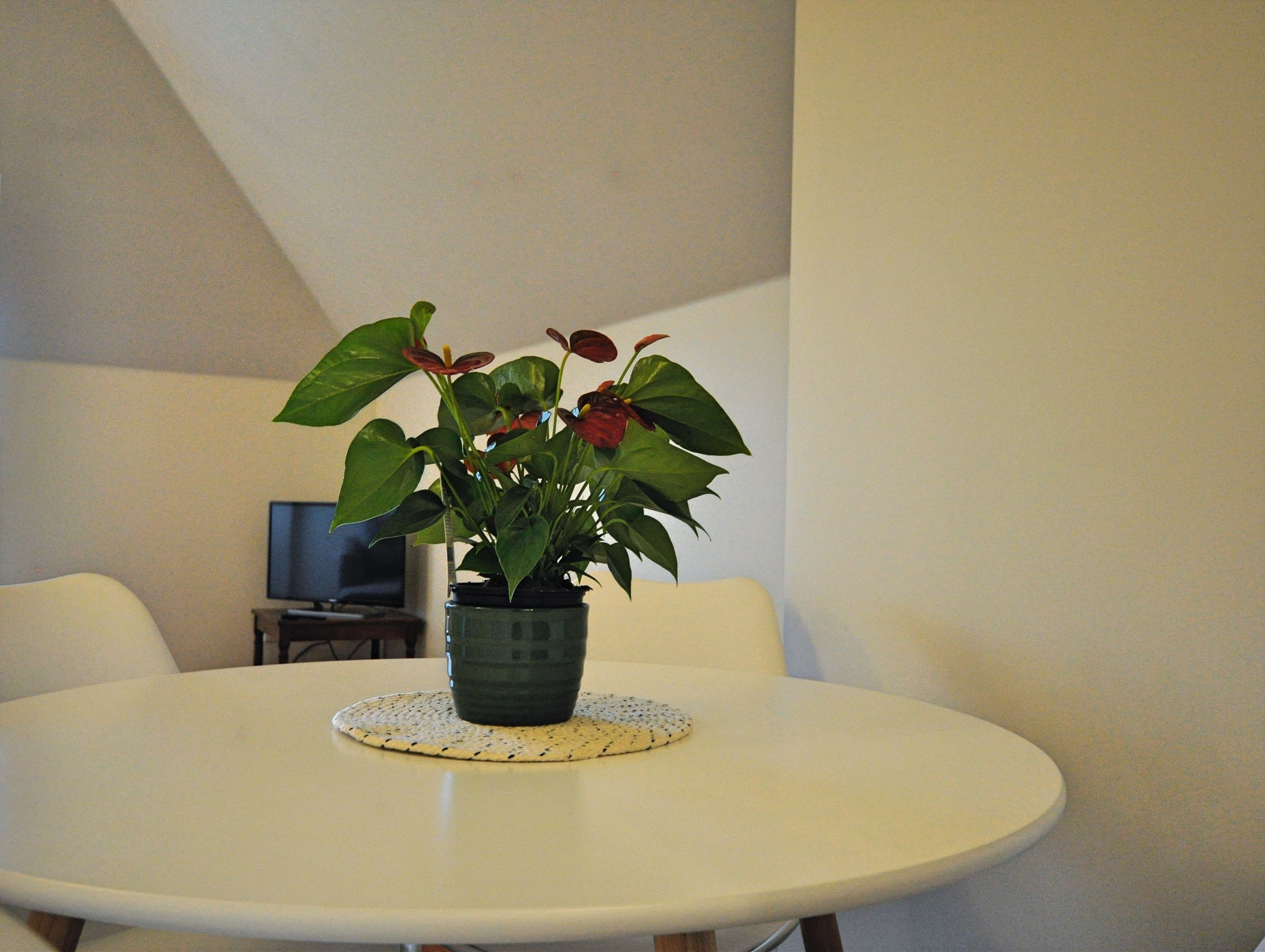 Una mesa redonda con una planta en maceta en el centro, una lámpara de mesa pequeña y un televisor al fondo.