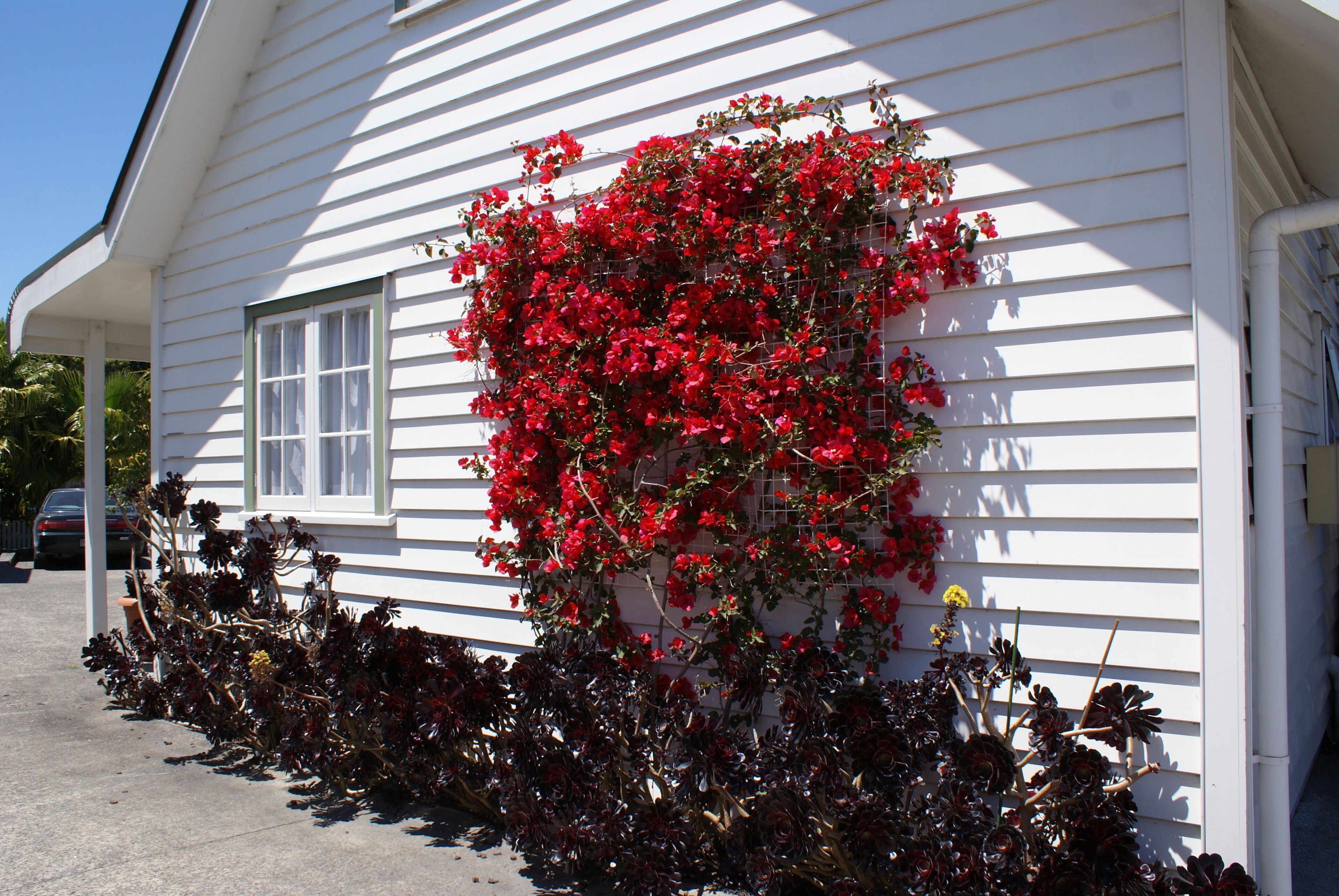 A white house with a window and a red flowering vine climbing up the side.