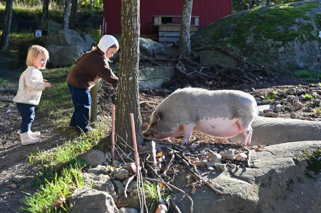 A pig in a natural outdoor setting with rocks and trees.