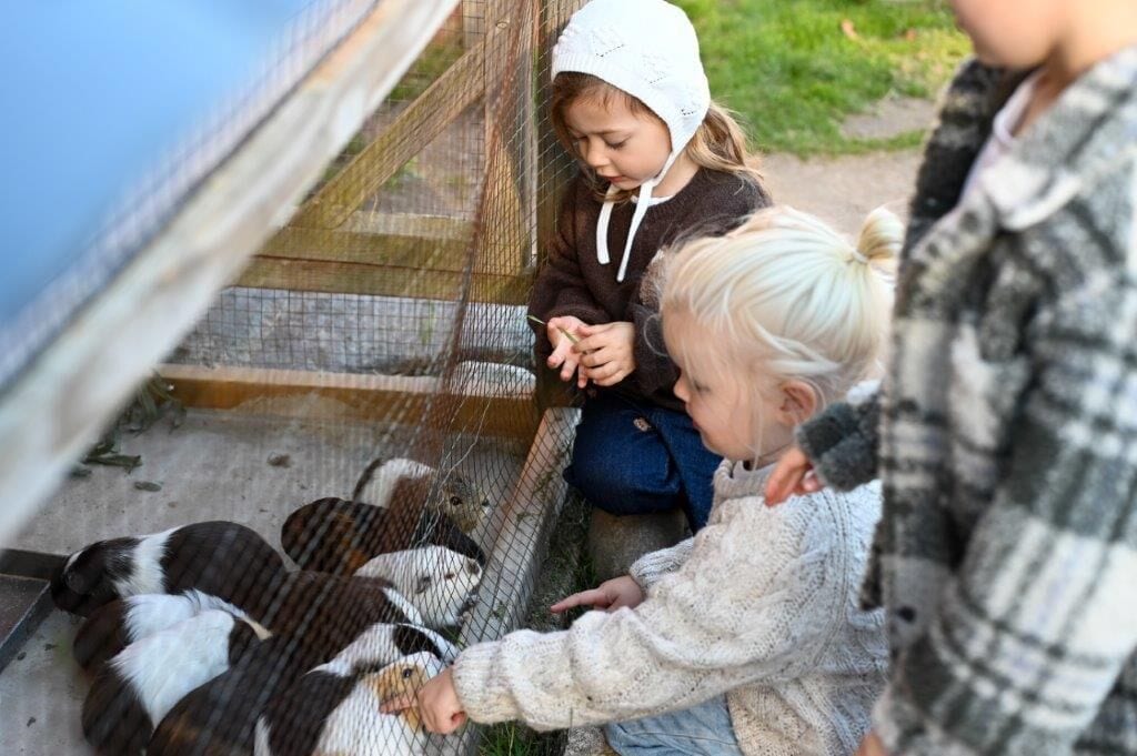 A group of people interacting with animals in a pen.
