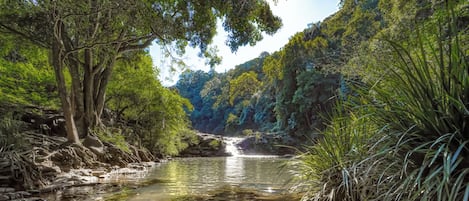 Un paisaje natural con un arroyo cristalino, rocas y abundante vegetación.