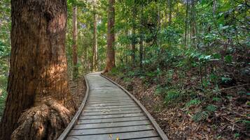 A wooden boardwalk through a forest.