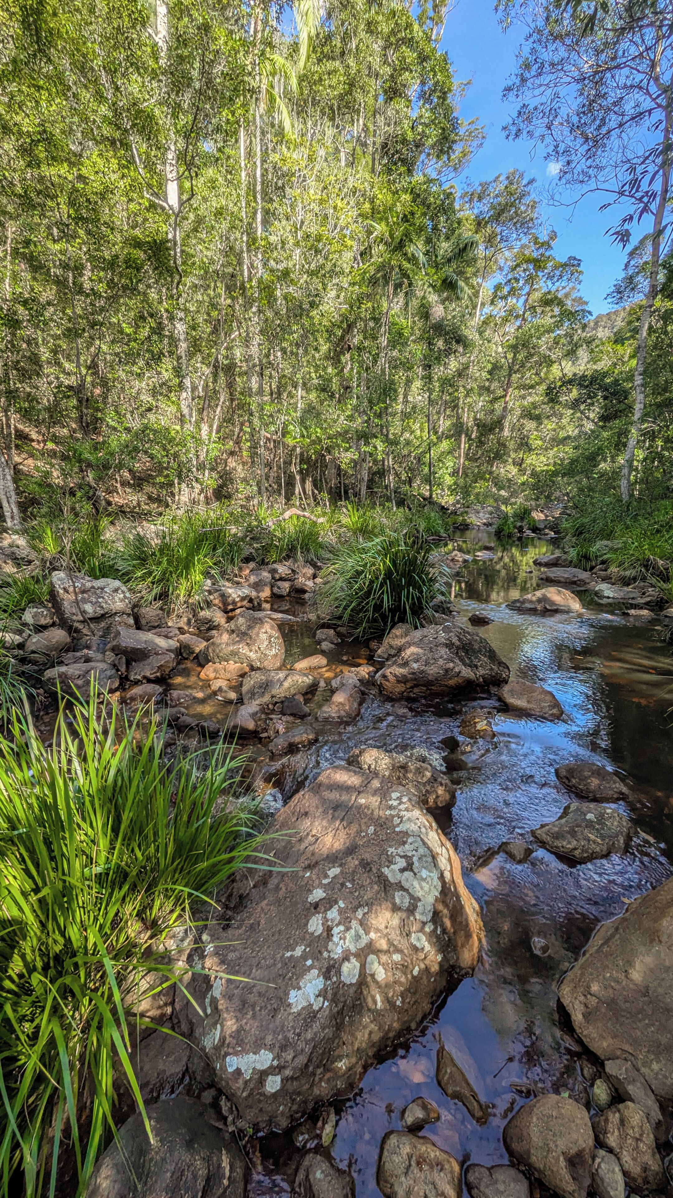 A natural landscape with a stream, rocks, and dense greenery.