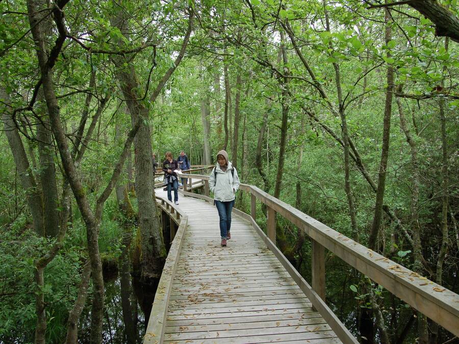 Un paseo marítimo de madera en un área boscosa con árboles y un río.