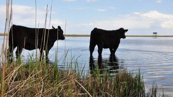 Duas vacas negras em águas calmas, com juncos ao primeiro plano.