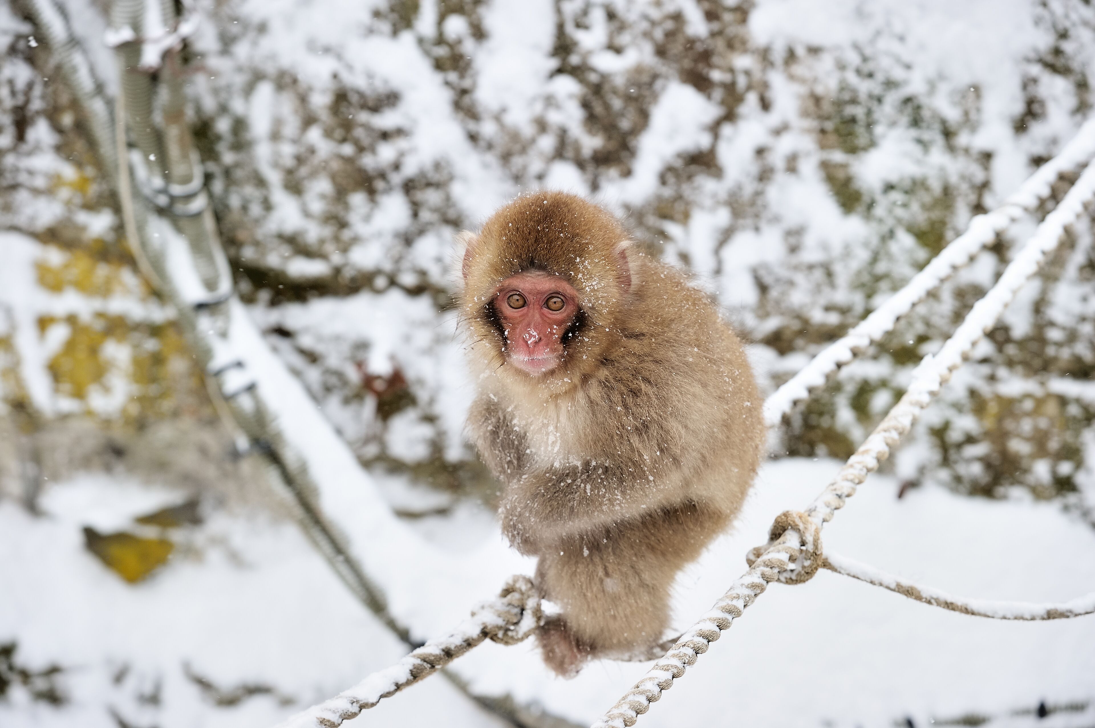 Un mono sentado en una cuerda entre árboles nevados.