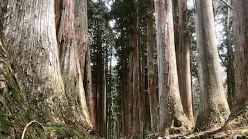 Un sendero en el bosque con árboles altos y troncos cubiertos de musgo.