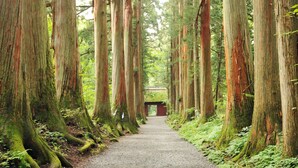 A forest path lined with tall trees and a small bridge in the distance.