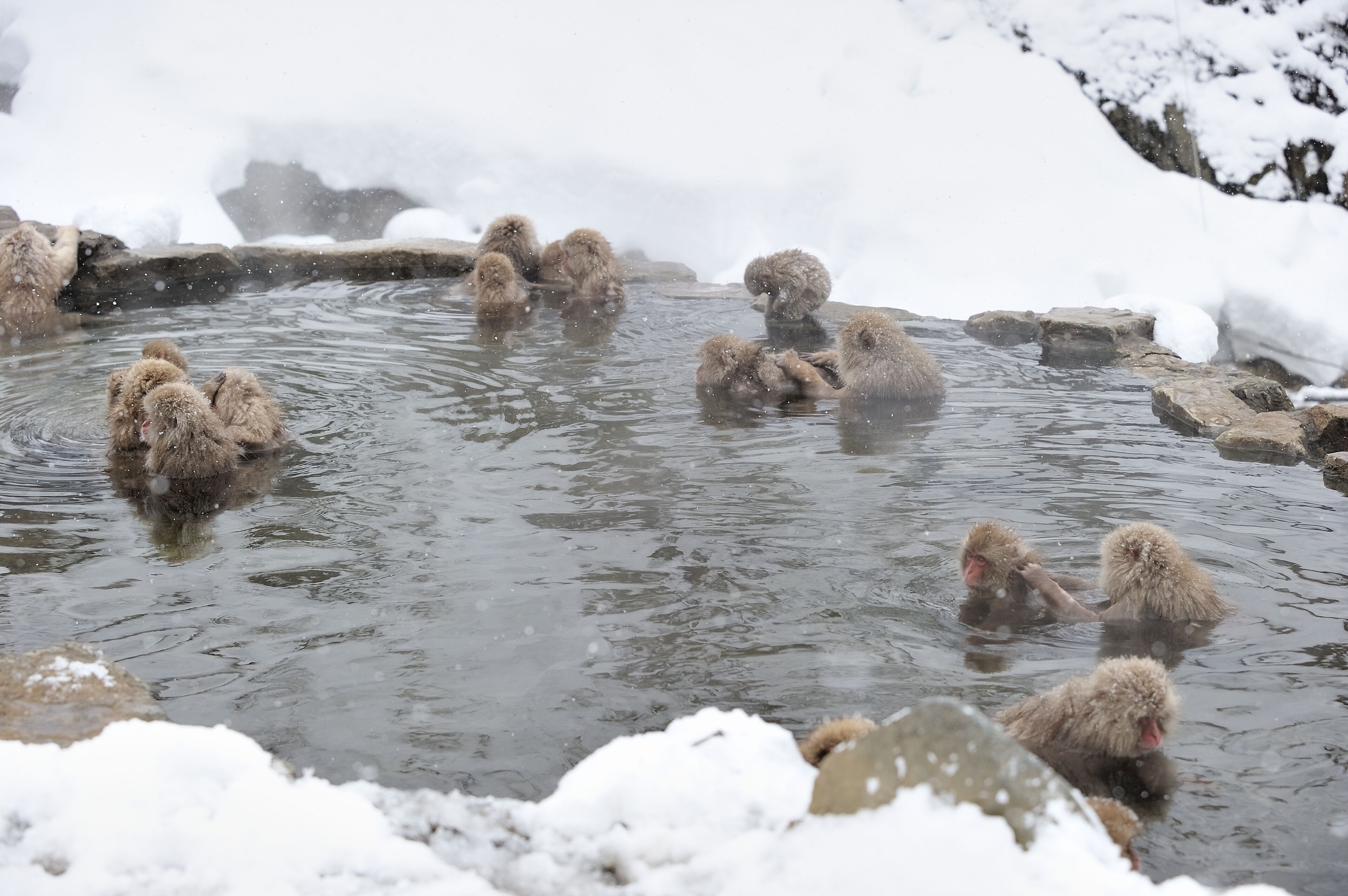 A group of bears in a natural hot spring surrounded by snow.