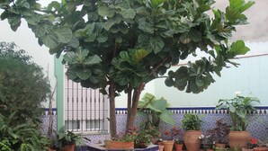 Balcony - Drago (San Roque)