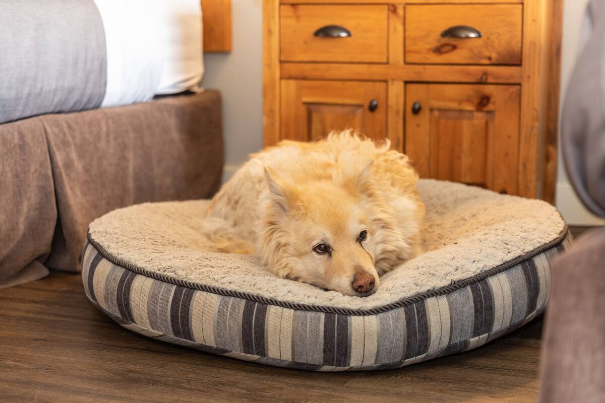 Un perro recostado en una cama para mascotas a rayas en una habitación con muebles de madera y un sofá.