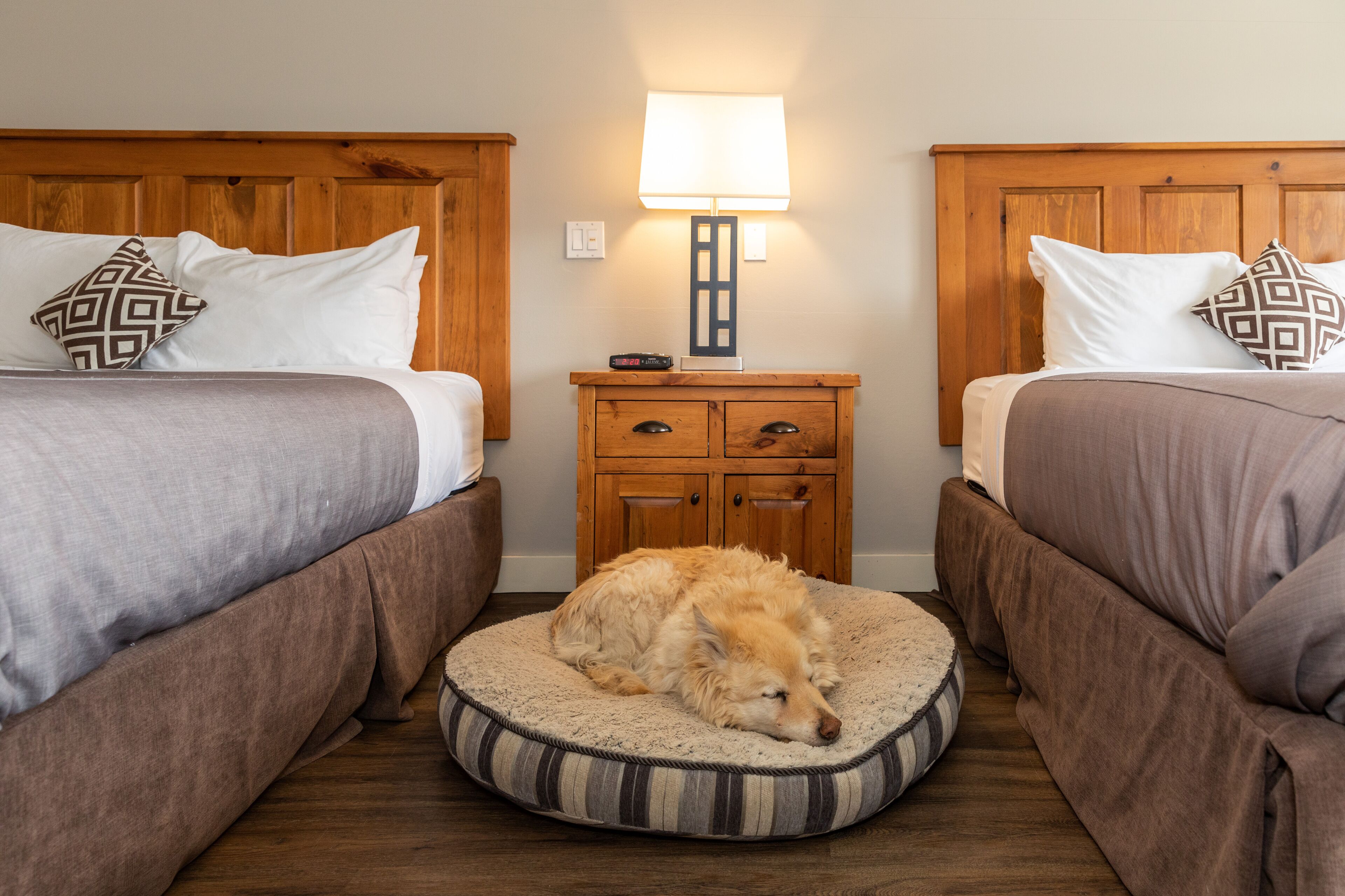 Une chambre d’hôtel avec deux lits, une table de chevet avec une lampe et un panier pour chien placé au centre.