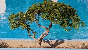 A pool with clear blue water and a tree in the center. - Mrs Chryssana Beach Hotel by GHH (Platanias)