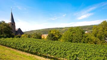 A vineyard with rows of grapevines and a church with a tall steeple in the background.