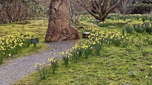 A garden with a large rock formation, a gravel path, and yellow daffodils. - Invergarry Room Only Guest House (Windermere)