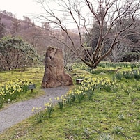 Um jardim com uma grande formação rochosa, um caminho de cascalho e narcisos amarelos.