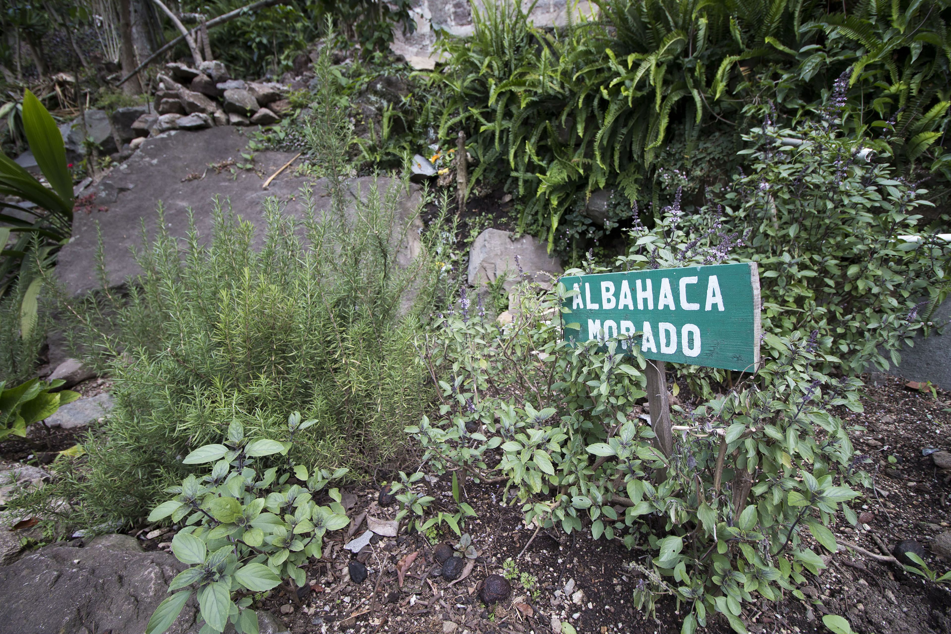 A garden area with a sign reading "Albahaca Morado."