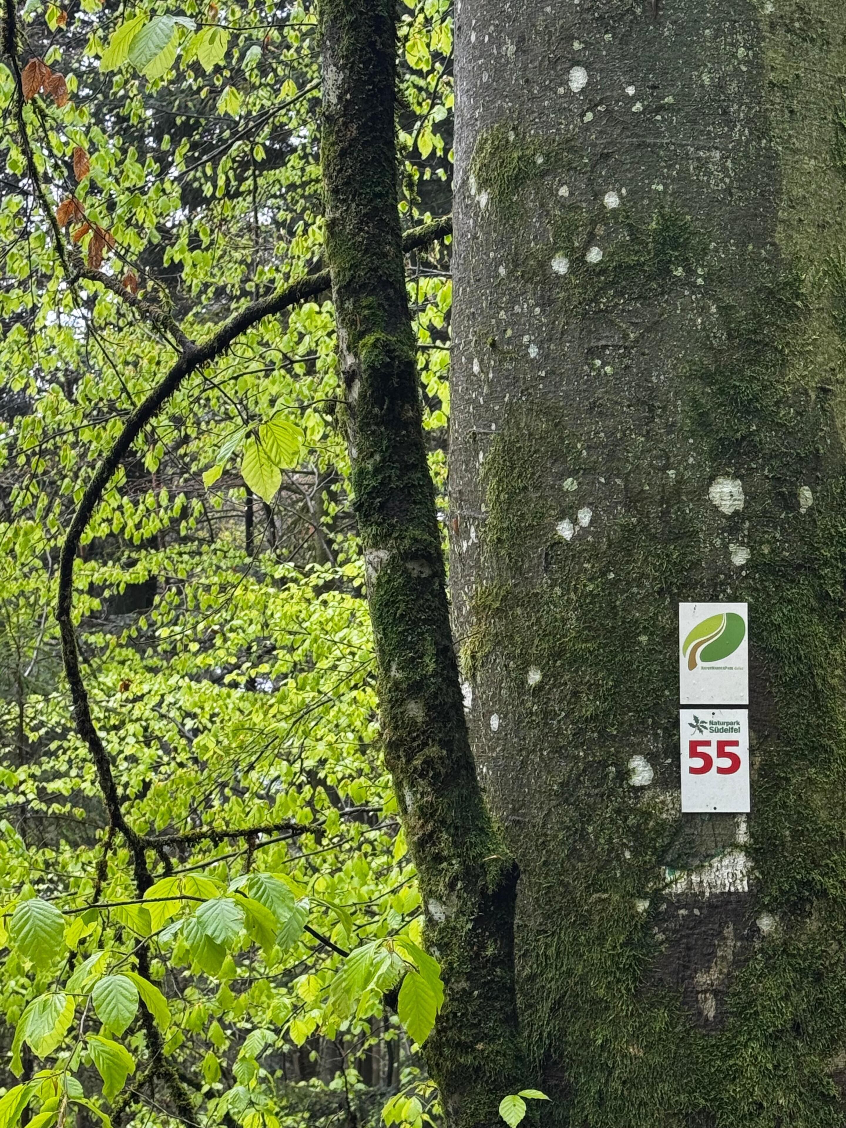 A tree with a sign indicating a natural area, surrounded by green foliage.