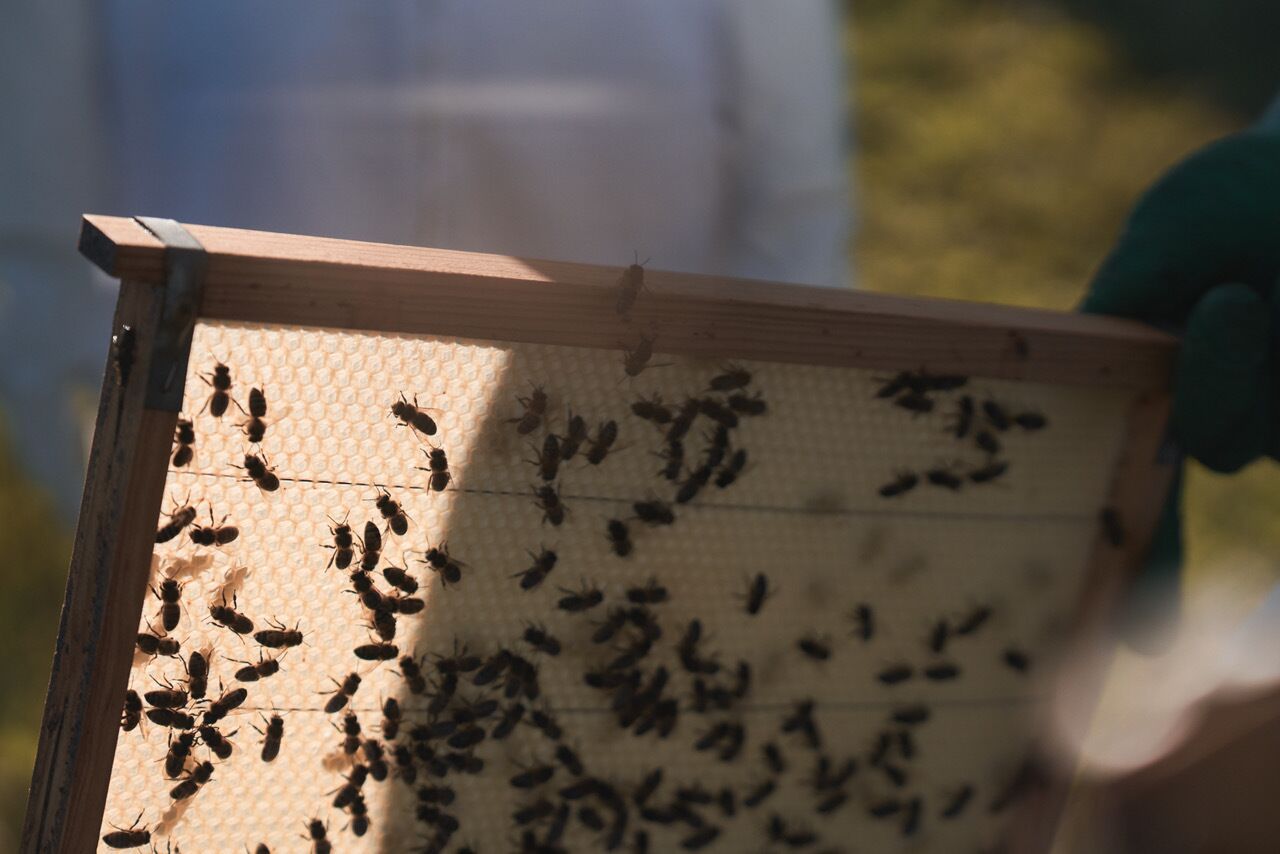 A wooden beehive with bees on the honeycomb.