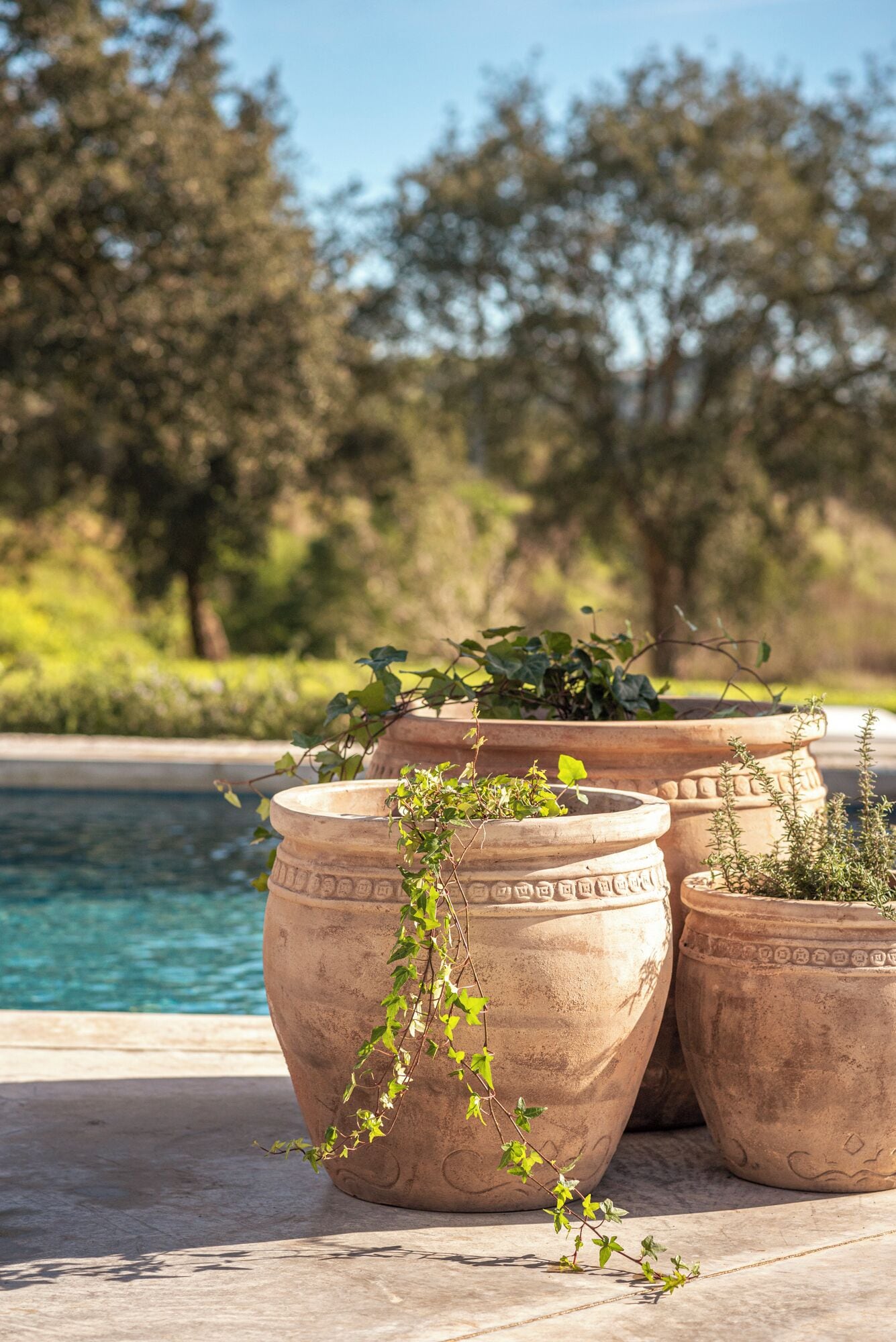 Macetas de terracota con plantas verdes junto a una piscina.