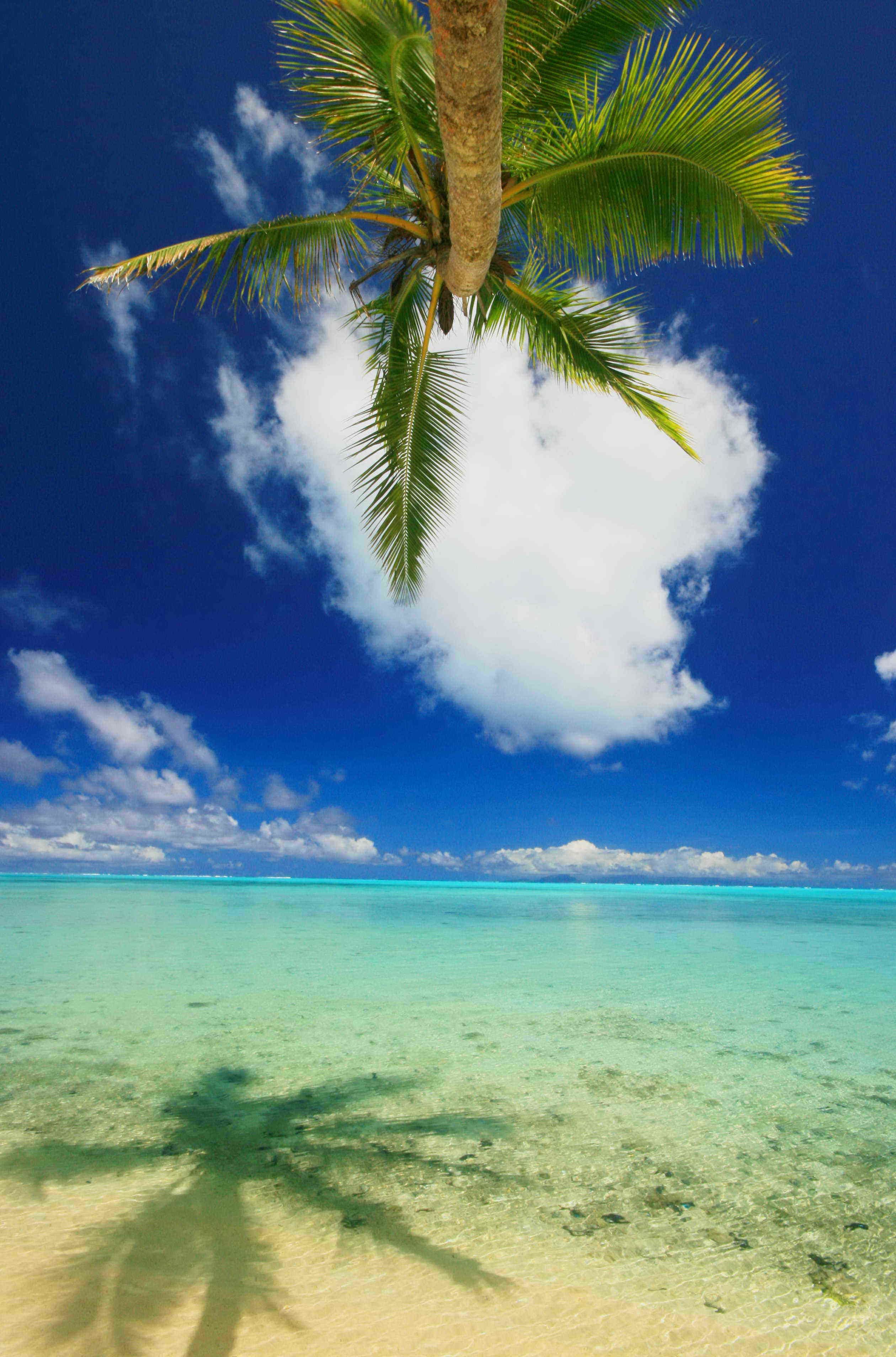 Cielo azul despejado, una palmera y agua turquesa.
