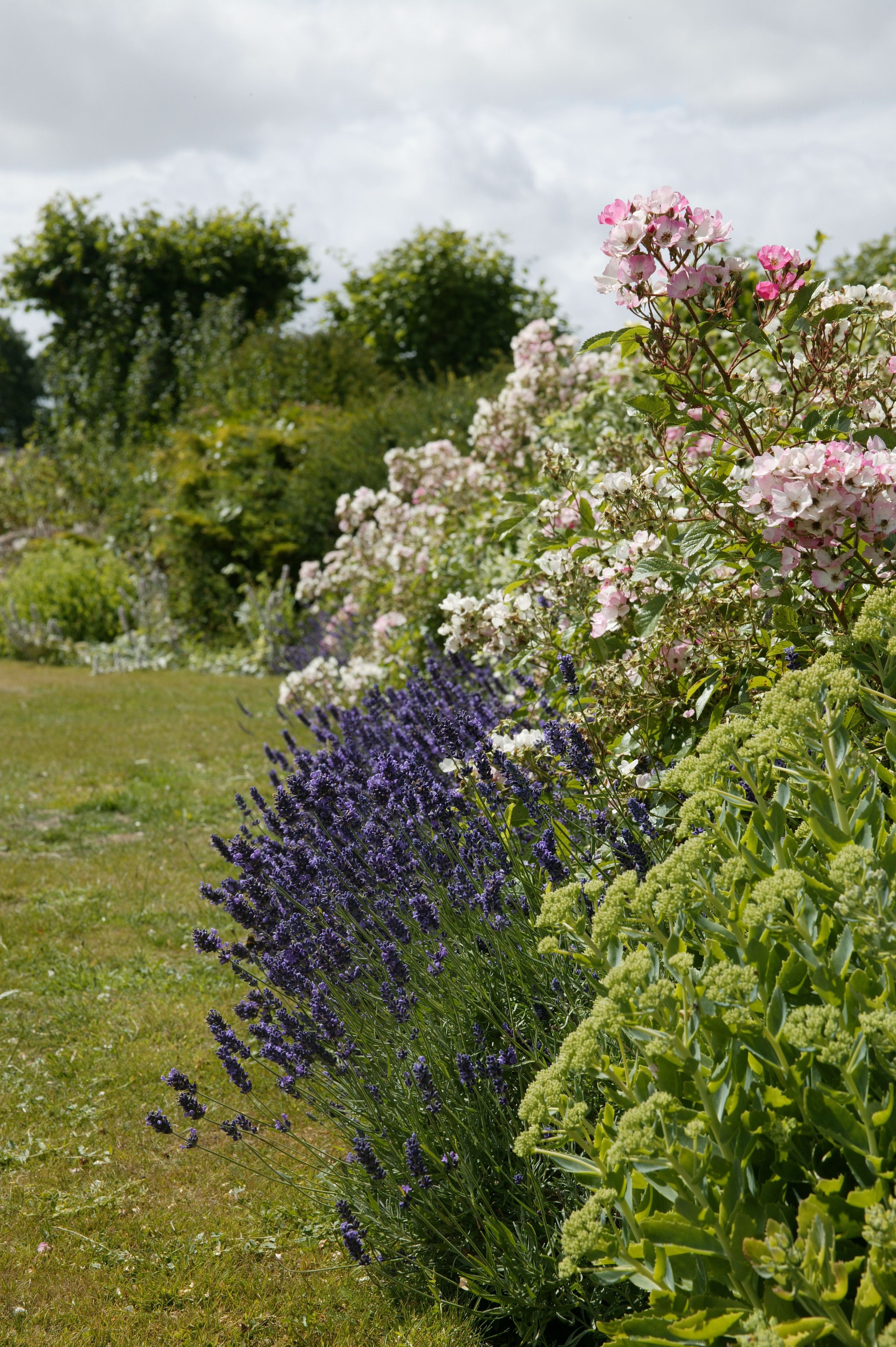 Een tuin met verschillende bloeiende planten en een gazon.