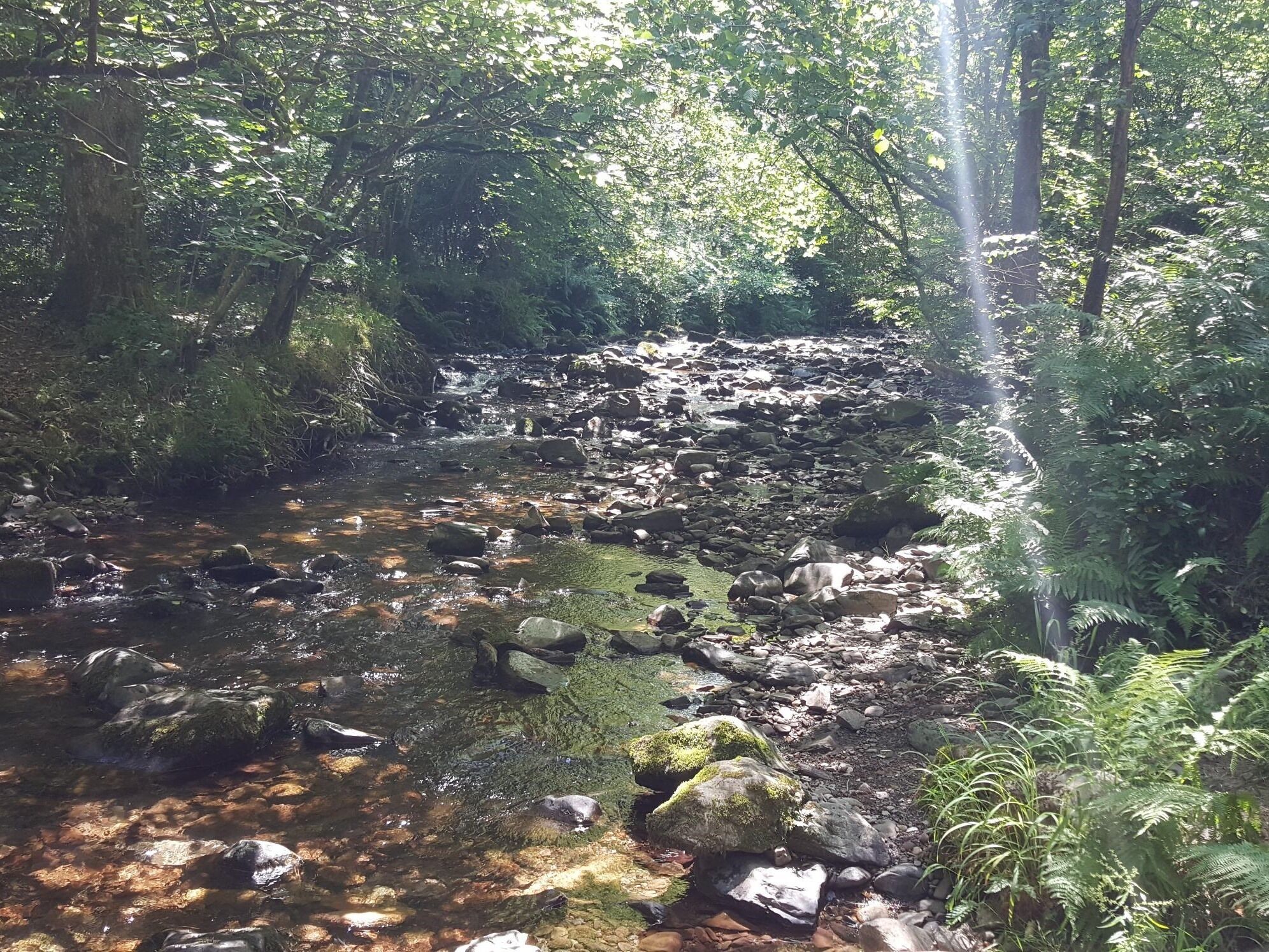 A forest stream with rocks and ferns.