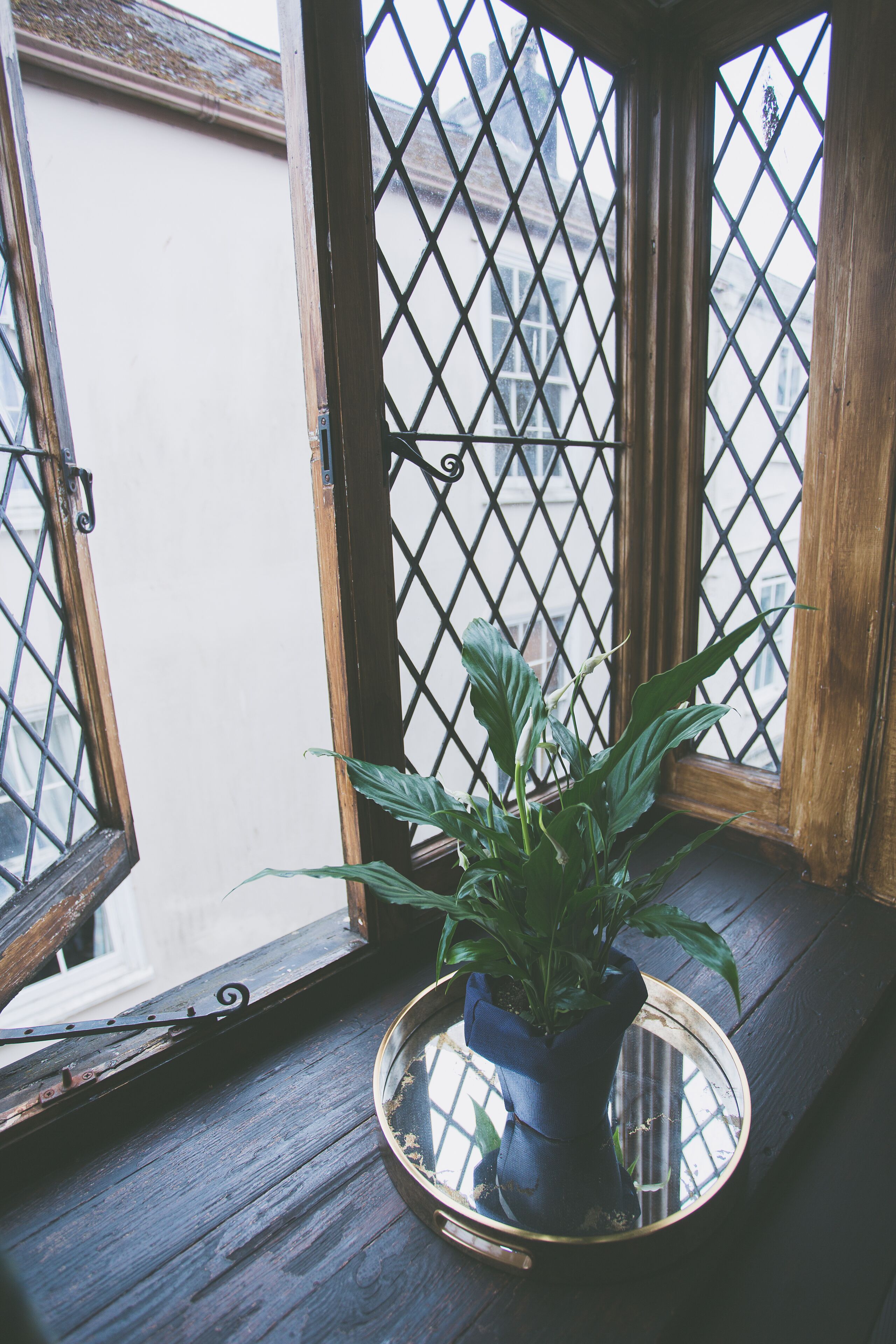 Una planta en maceta sobre un repisa de madera junto a una ventana con celosía metálica.
