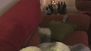 Deux chiens sont assis sur un canapé rouge, une télécommande et des bouteilles se trouvent à l’arrière-plan.