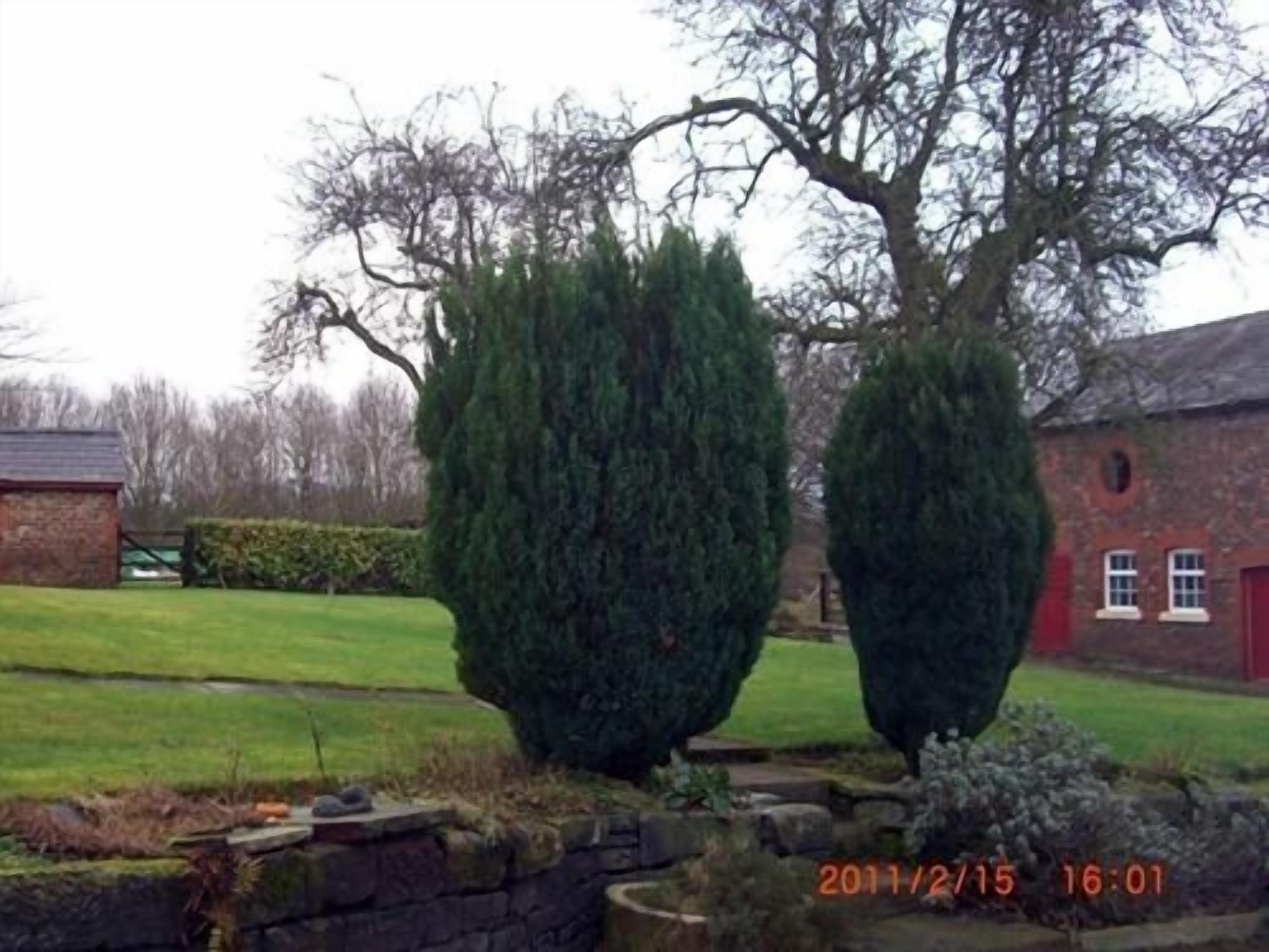 A stone wall with a small garden area, a red brick building, and two tall, conical trees.