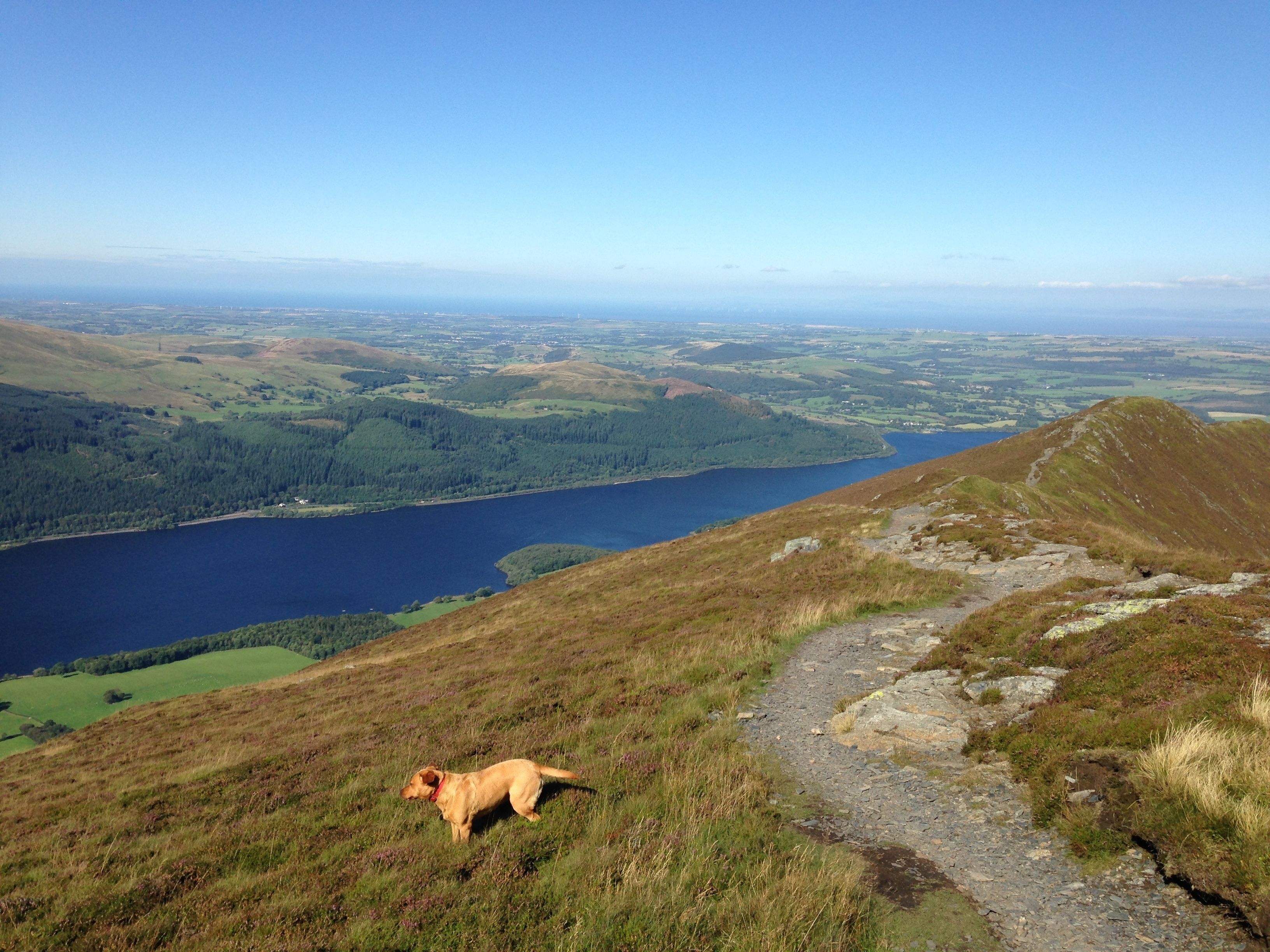 A dog on a grassy hill overlooking a lake and distant landscape.