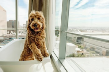 Property amenity at The Westin Phoenix Downtown