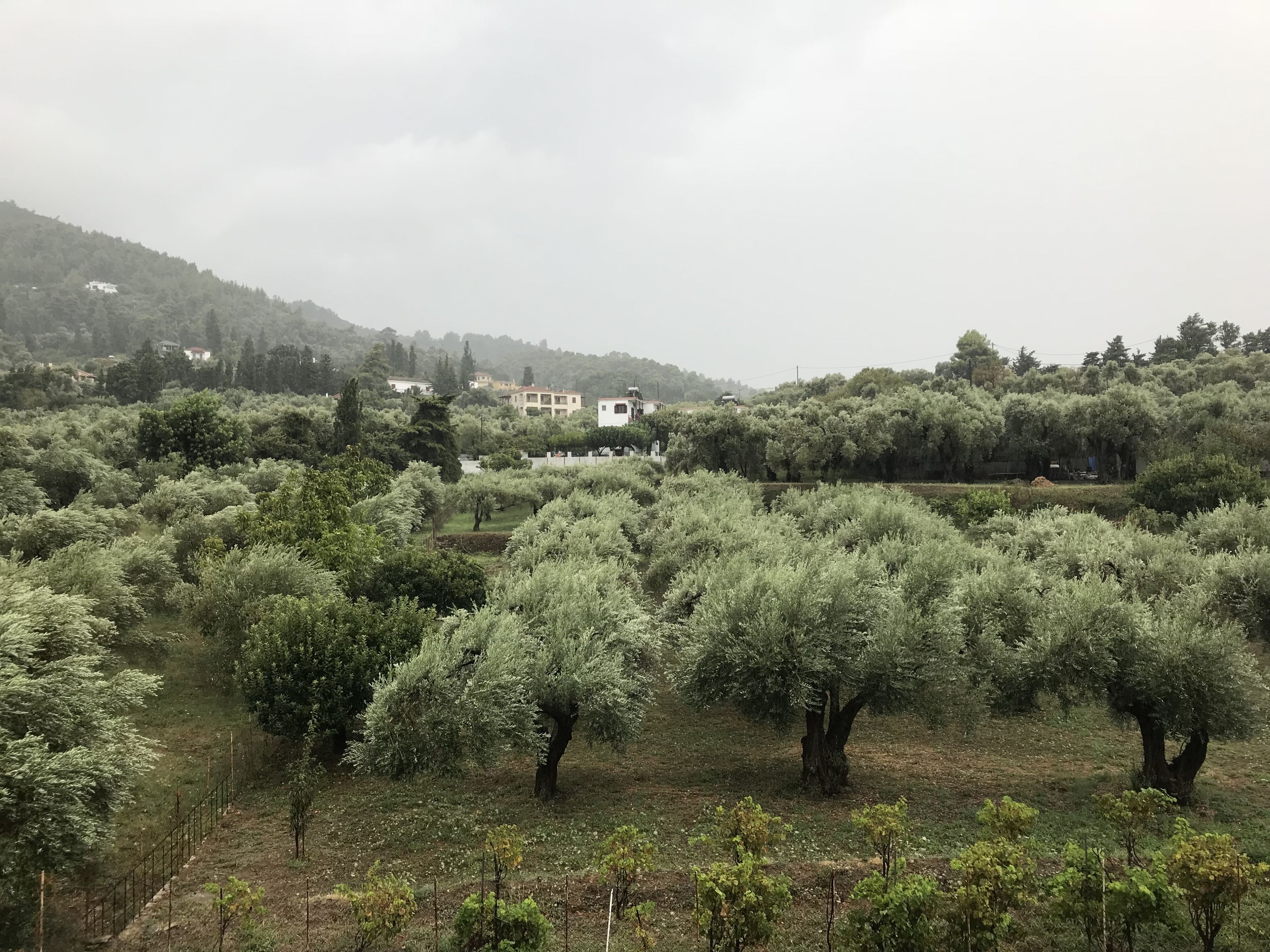 A vineyard with rows of olive trees and a few buildings in the background.