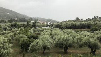 A vineyard with rows of olive trees and a few buildings in the background.
