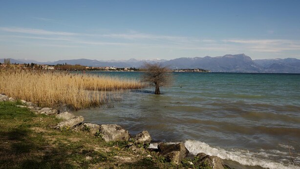 A lakeside view with a tree in the water, rocky shoreline, and mountains in the background. - Ganfo (Sirmione)