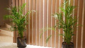Two potted plants in front of a wooden slat wall. - Mira Otel Alsancak (Izmir)