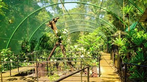 Un invernadero con un sendero bordeado de diversas plantas y una estructura de madera.
